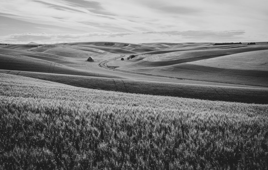 Palouse in B/W