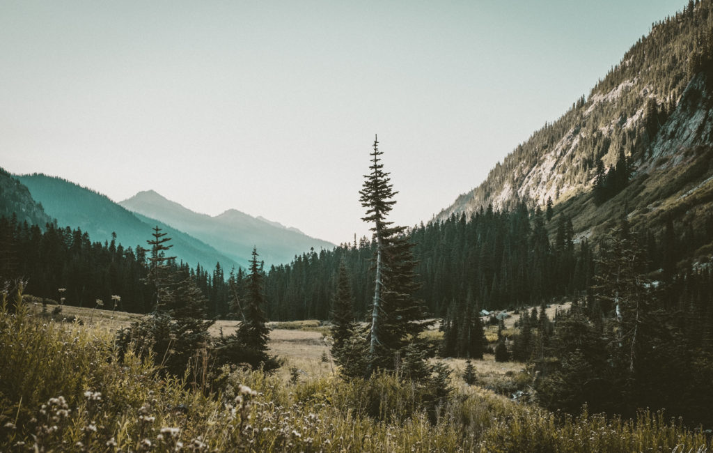 Spider Meadow