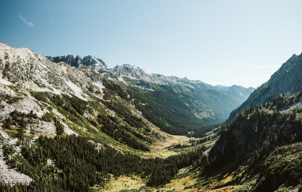 Spider Meadow II